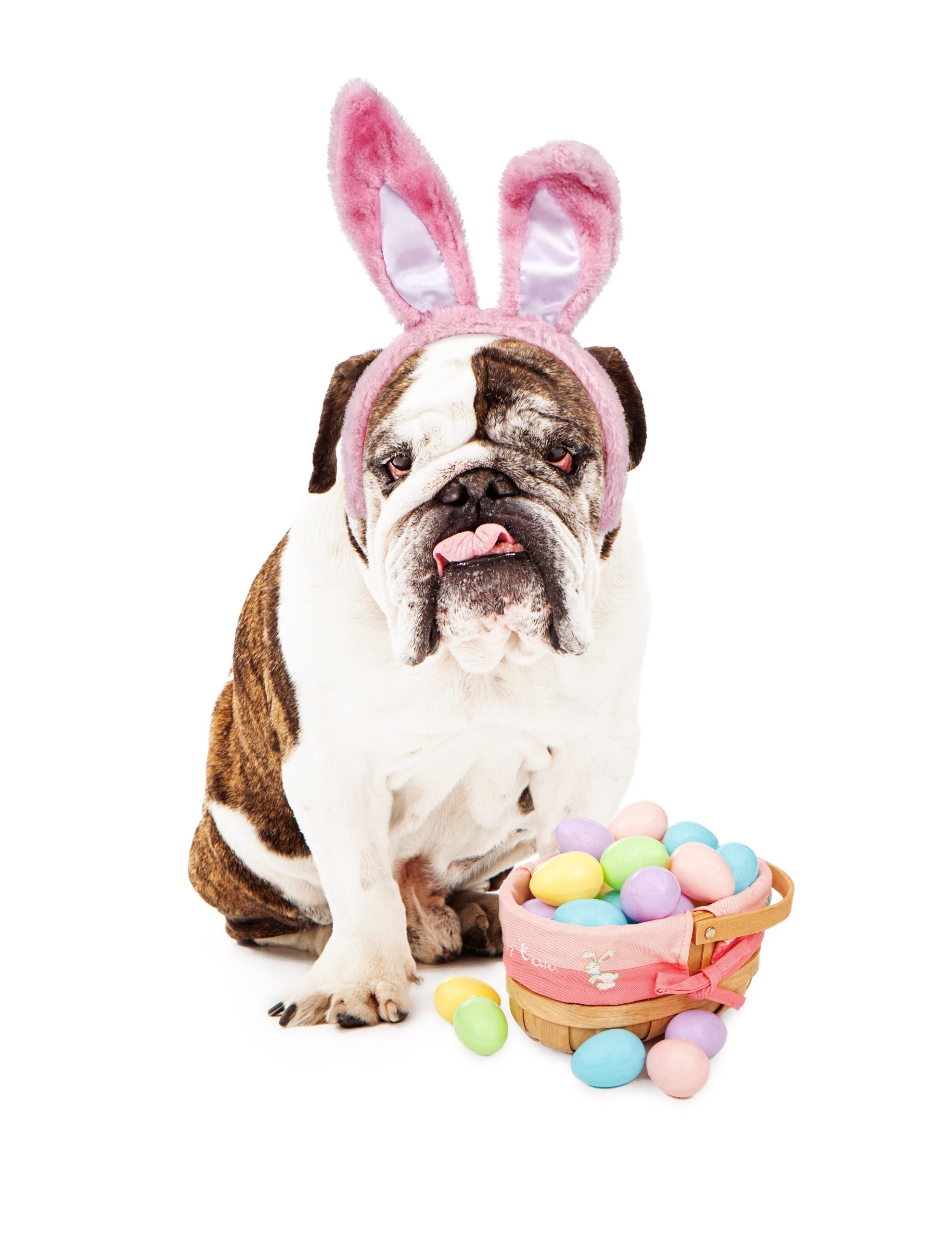bull dog with Easter basket