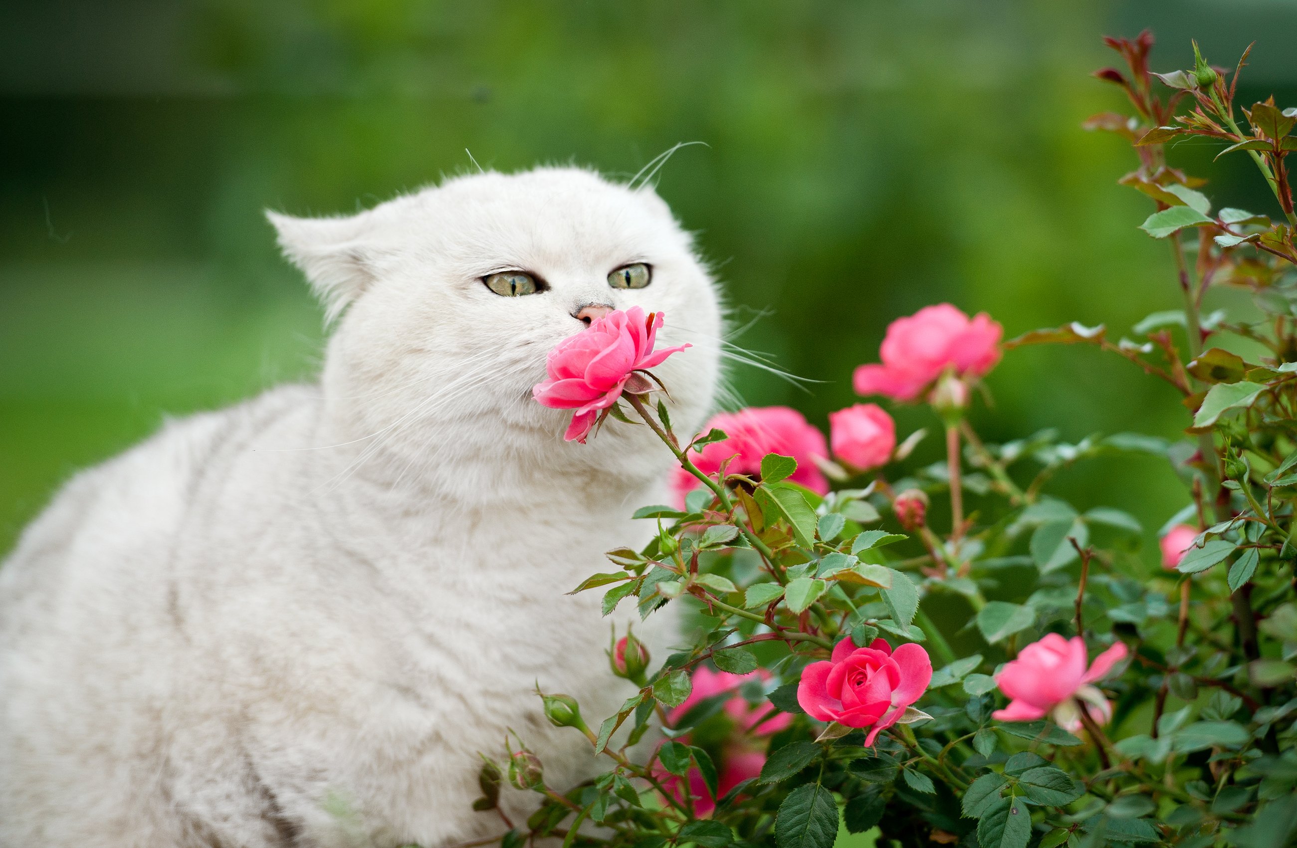 white cat smelling flowers Worcester County Humane Society No Kill