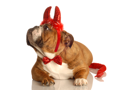 a brown and white dog wearing a red bow tie