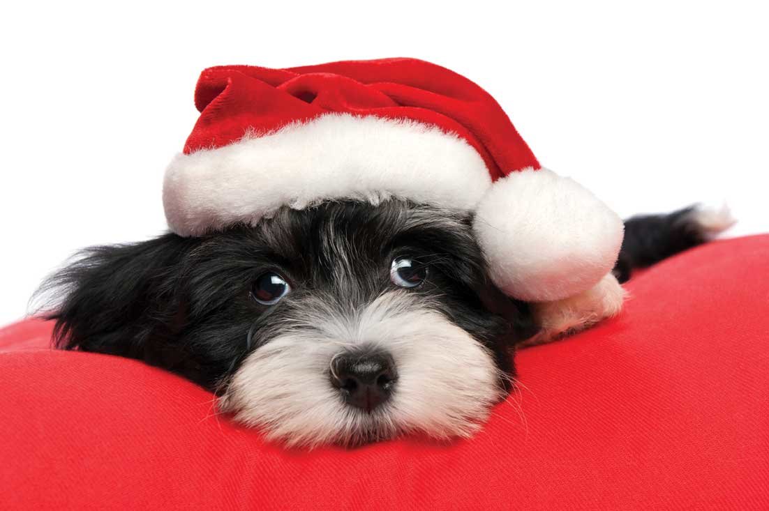 christmas-in-july-paws-and-cl;aws-event