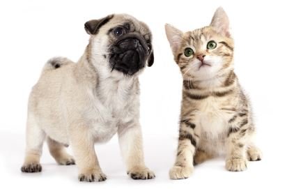a cat and a pug standing next to each other