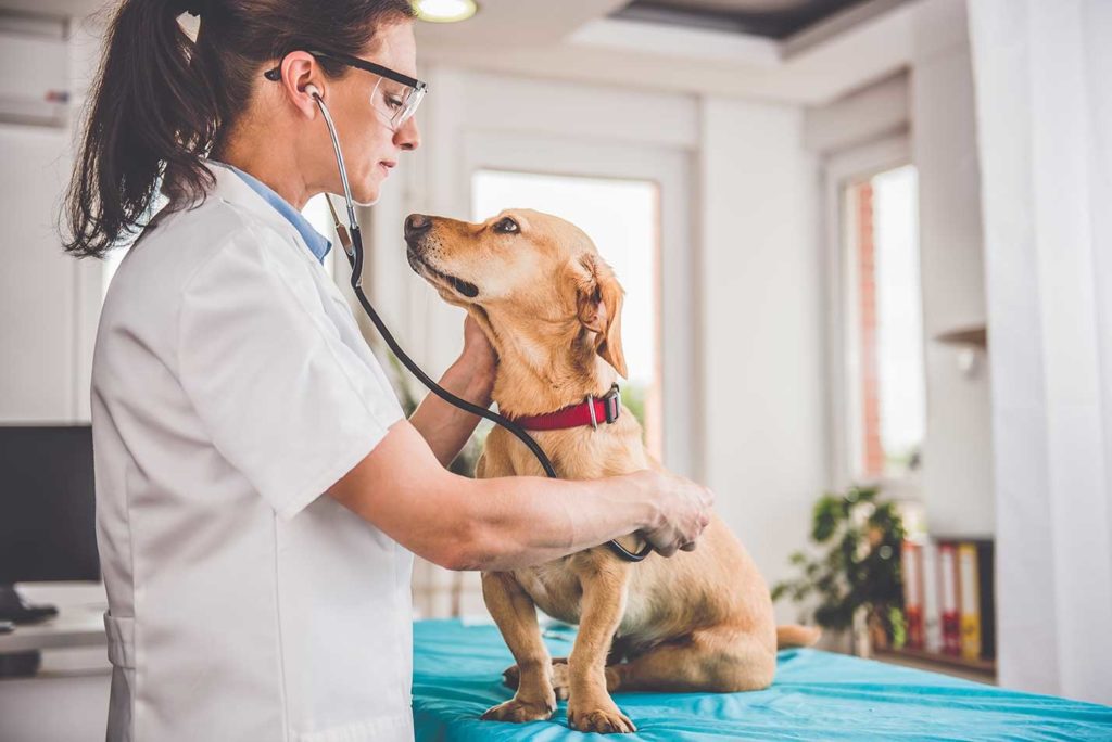 veterinarian-examining-dog