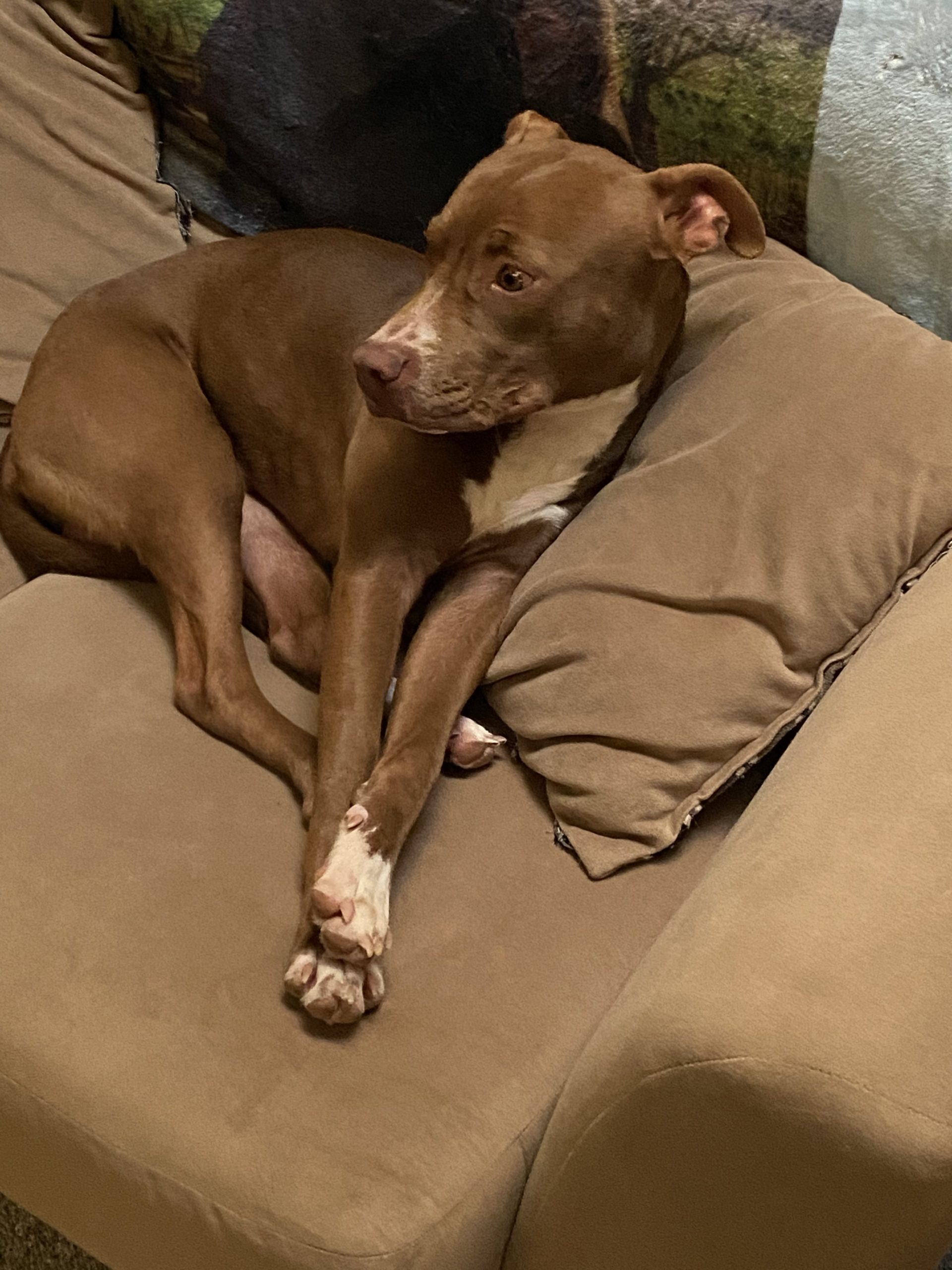 a brown and white dog laying on top of a couch