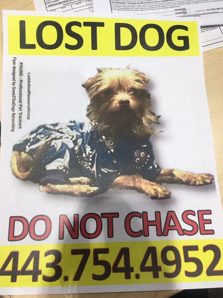 a lost dog poster on a table