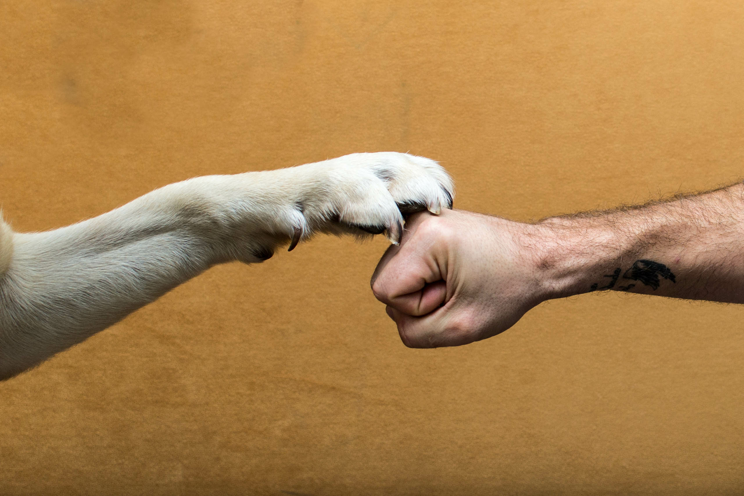 two dogs shaking hands with each other