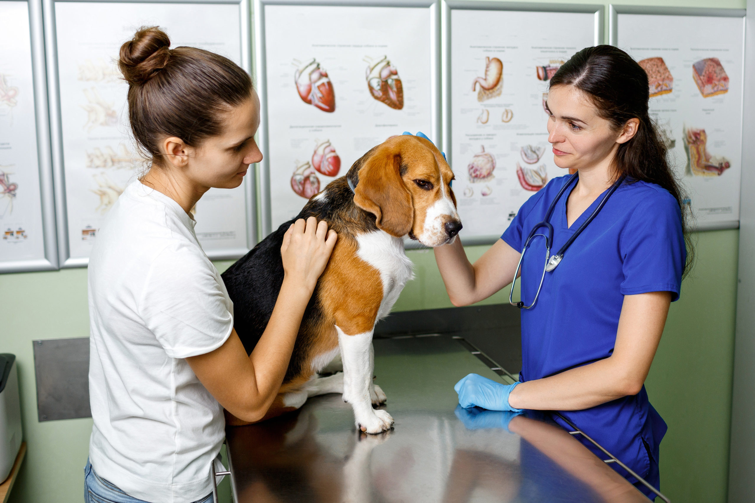the owner brought his beagle dog to the veterinary clinic for inspection. The dog was consulted and examined. Customer satisfied