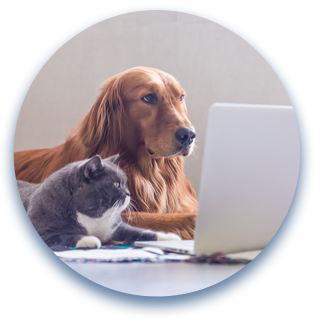 a dog and cat sitting in front of a laptop