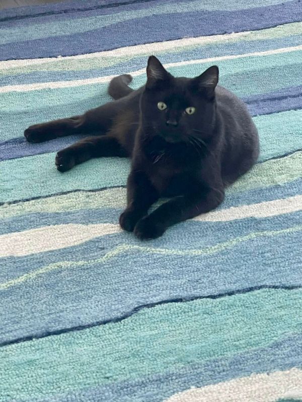 a black cat laying on top of a blue rug