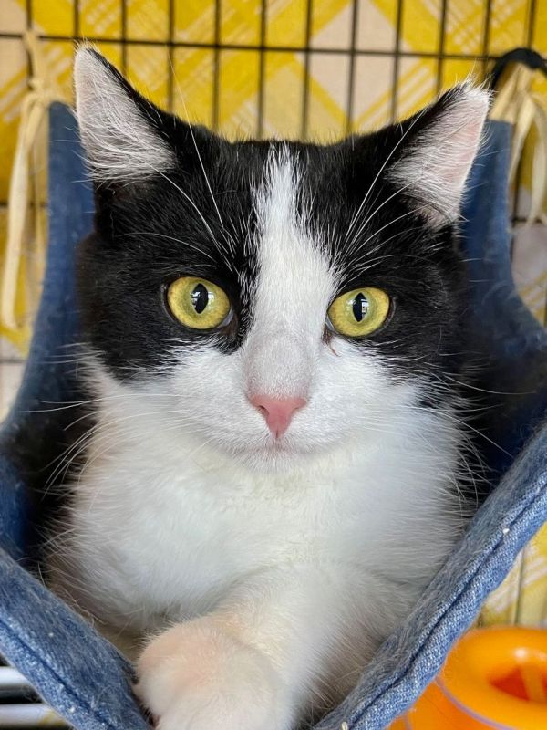 a black and white cat sitting in a chair