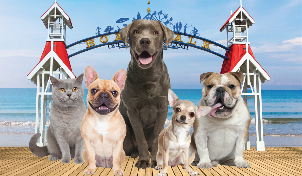 a group of dogs and cats sitting on a dock